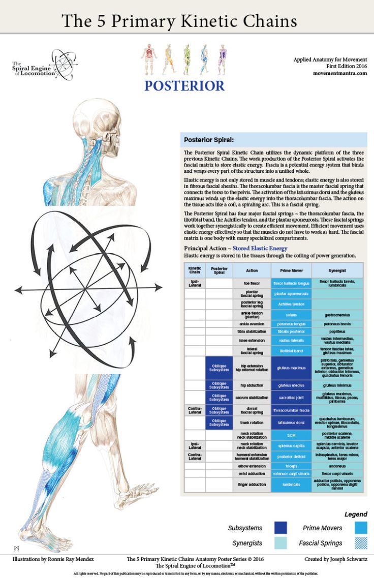 Posterior Poster w functional compass Neuromuscular Posterior Poster w functional compass Neuromuscular