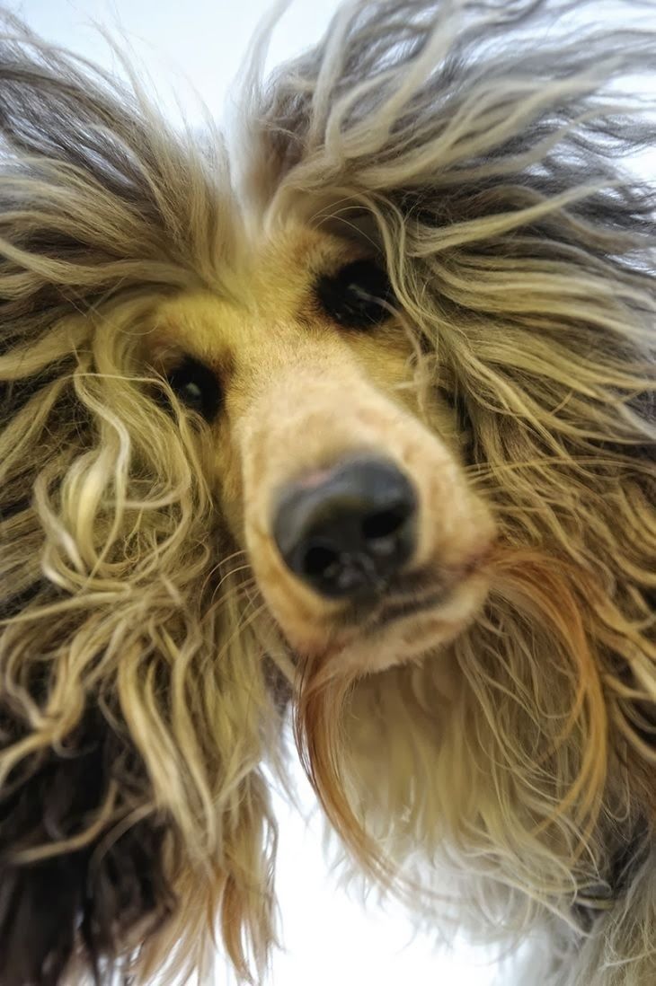 banana joe affenpinscher pedigree 65 best afghan u0026 borzoi images on pinterest afghans animals and banana joe affenpinscher pedigree 65 best afghan u0026 borzoi images on pinterest afghans animals and