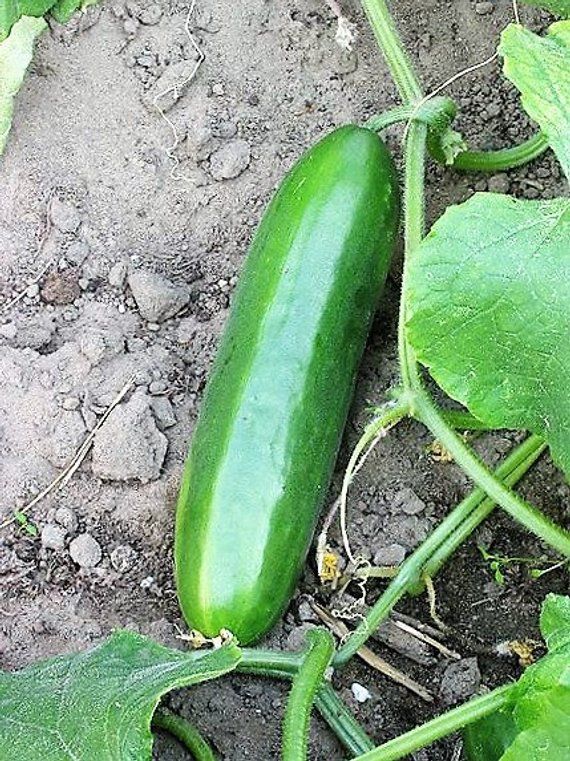 100 Cucumber Vegetable Seeds Cucumis Sativus Tasty Crispy Plant in Garden Home 100 Cucumber Vegetable Seeds Cucumis Sativus Tasty Crispy Plant in Garden Home