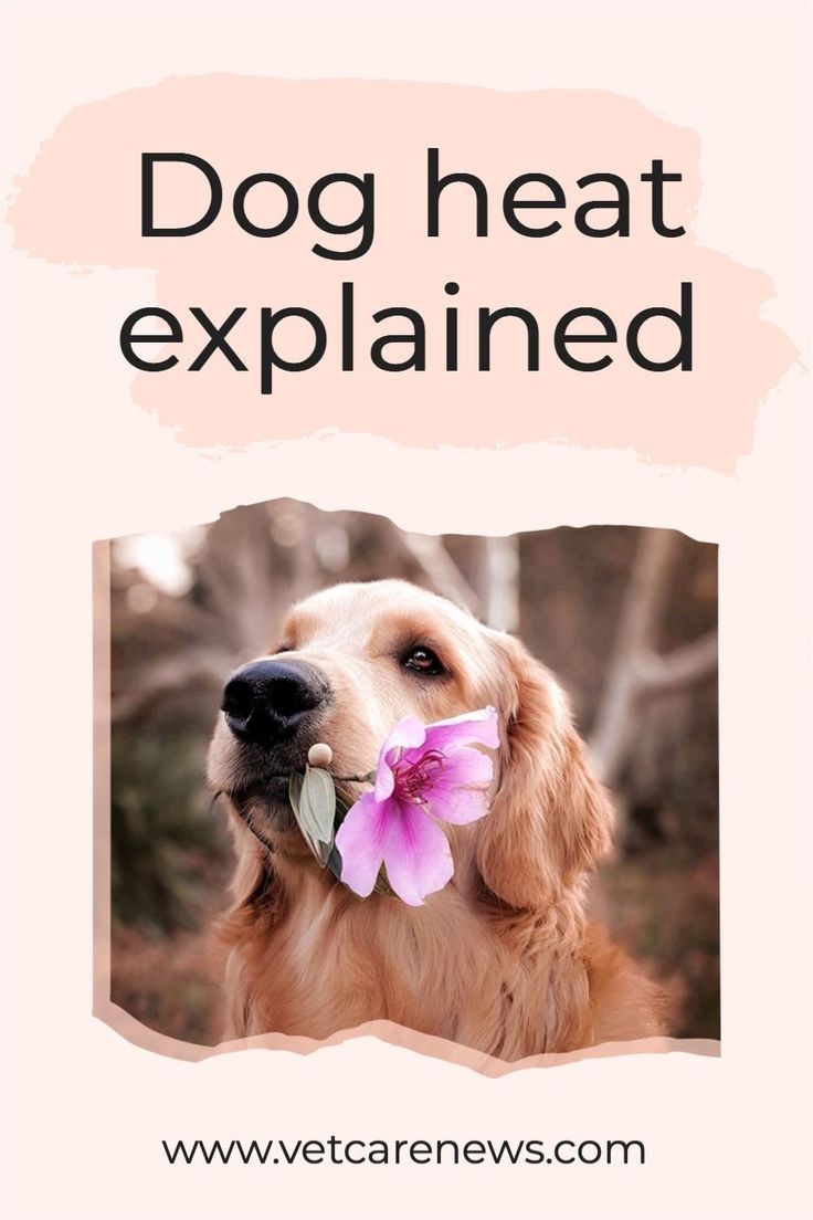 Dog heat cycle 101: Everything you need to know about the dog