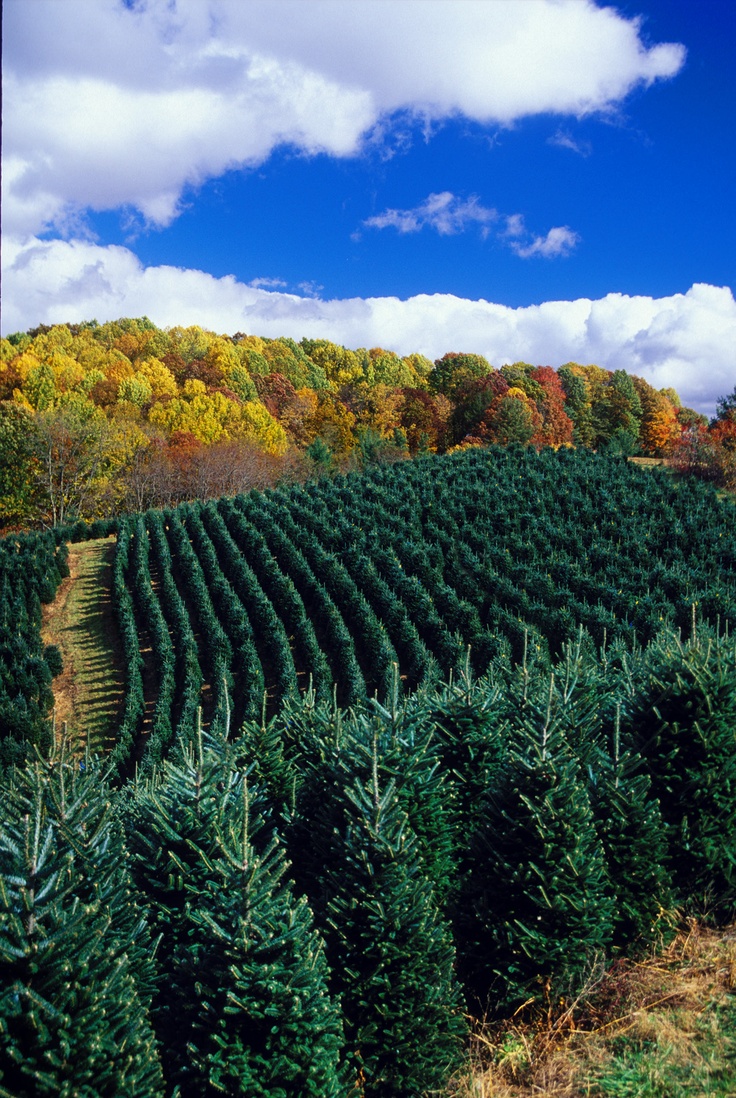 43 best christ winter tree farms lots images on christmas tree farm near boone nc