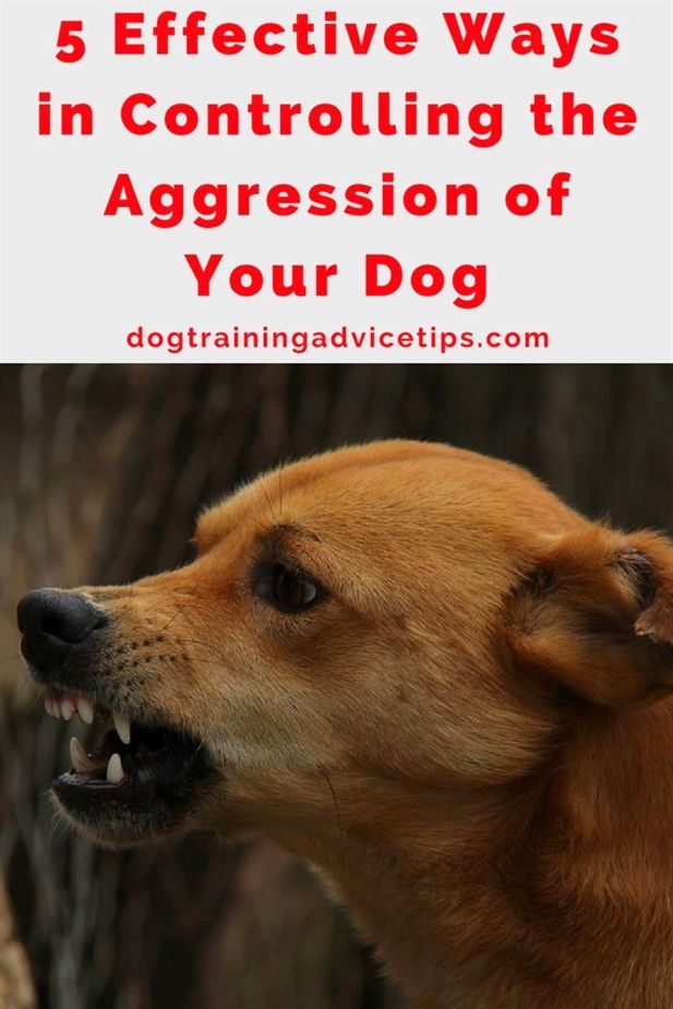 Dog Training Mn Dog Training Online Certificate Programs Potty
