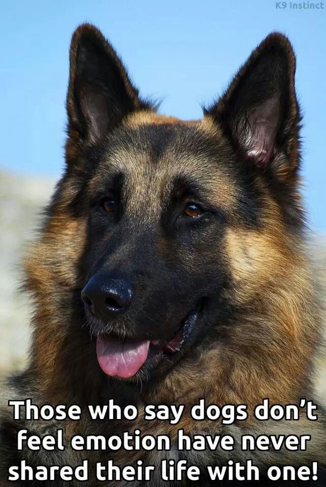 Good Night Dog Pictures Good Night Dog Pictures