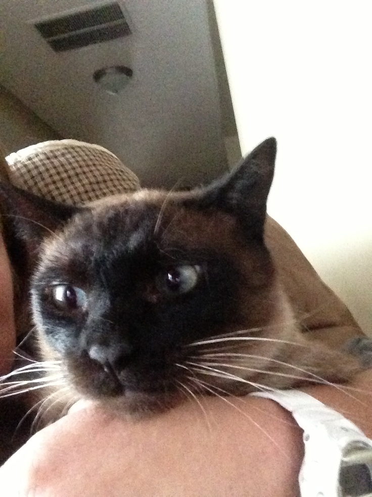15 best Siamese Cats images on Pinterest | Kitty cats, Siamese ...