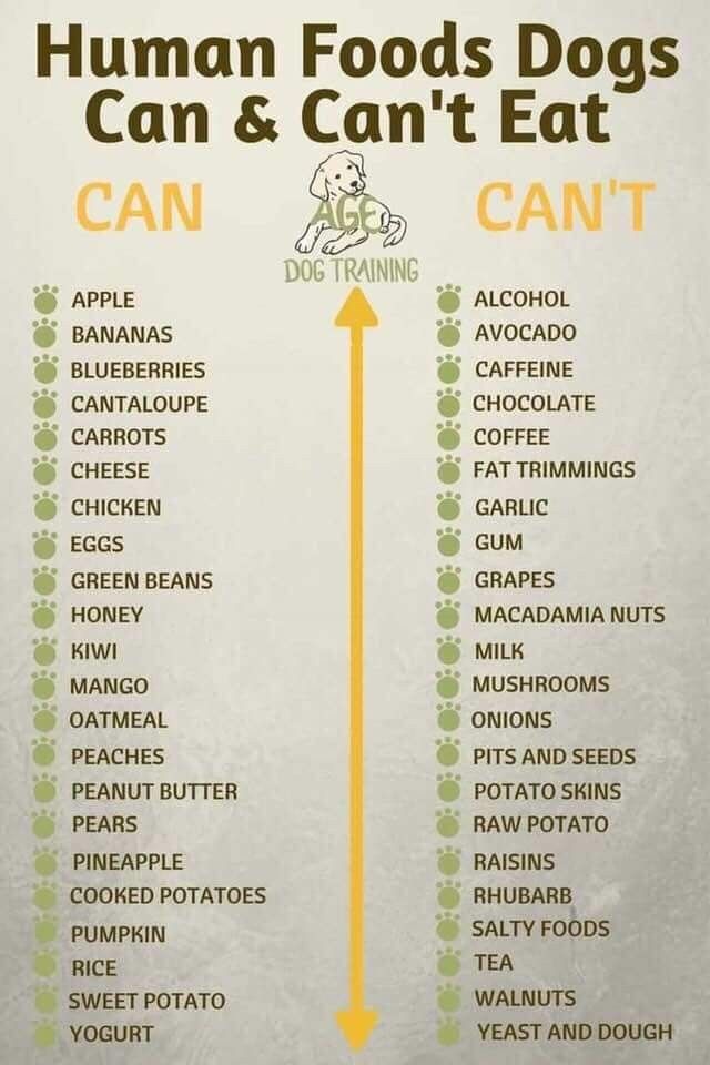 Pin By Christine Boxford On Pets Foods Dogs Can Eat Dog Food