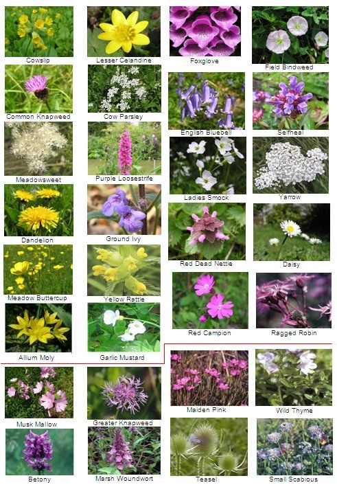 British wild flowers, Wild flowers uk, Flowers uk