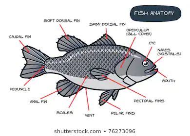 Fish Anatomy Images, Stock Photos | Fish anatomy, Anatomy images