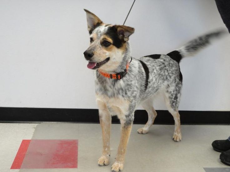 australian shepherd cattle dog mix 122 best adoptable dogs images on pinterest families australian australian shepherd cattle dog mix 122 best adoptable dogs images on pinterest families australian