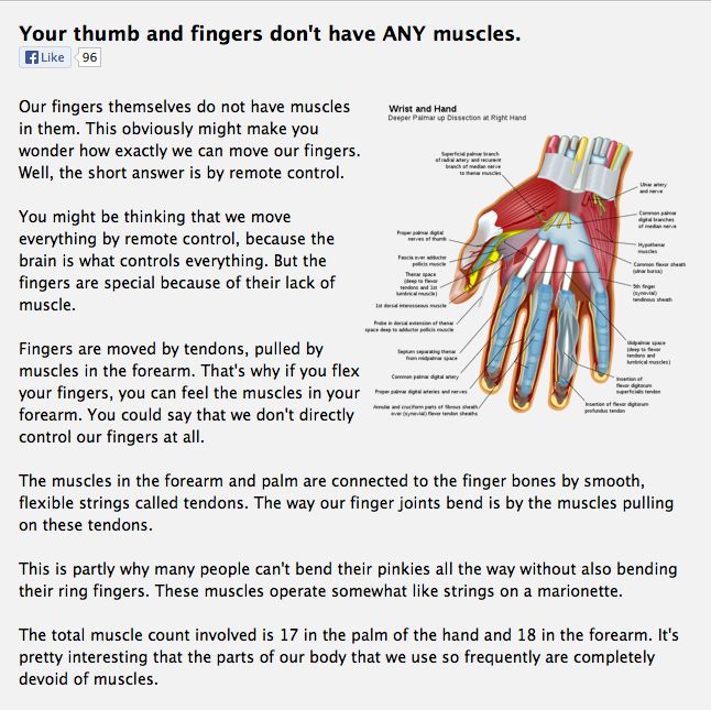 Your Thumbs And Fingers Dont Have Any Muscles Short Answers Muscle Knowledge