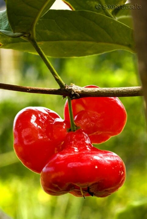 10 top diet plans image 4