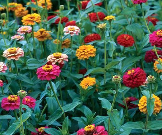Pin Di Gardening
