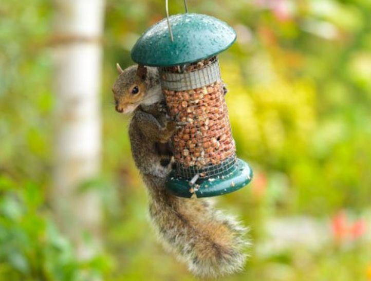 How To Get Squirrels Out Of Garage - FS MAG How To Get A Squirrel Out Of Your Garage