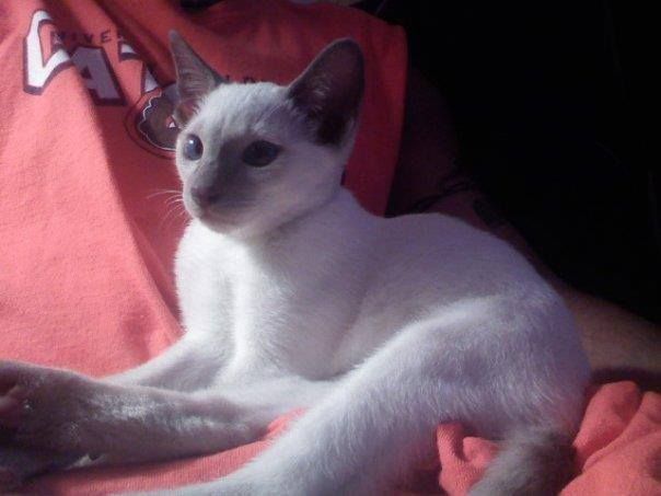 Siamese/Orientals cats.Lilac point,Seal tabby silver Siamese,Seal point,