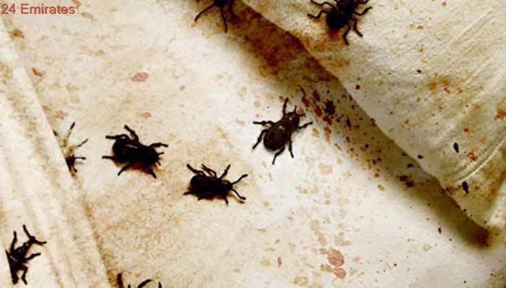 List Of Things That Kill Bed Bugs List Of Things That Kill Bed Bugs