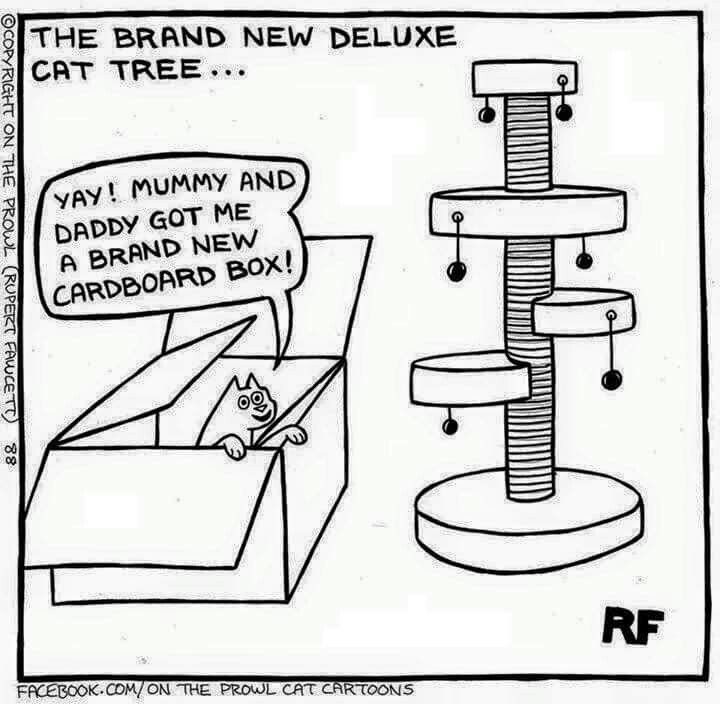 Isn That Always The Way It Is Funny Cat Memes Funny Cats Cat