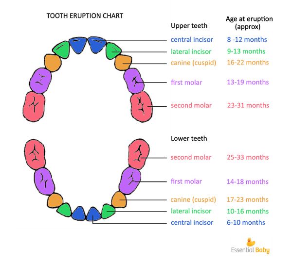 Best 25+ Baby teething chart ideas on Pinterest Baby teething - baby teeth chart Best 25+ Baby teething chart ideas on Pinterest Baby teething - baby teeth chart