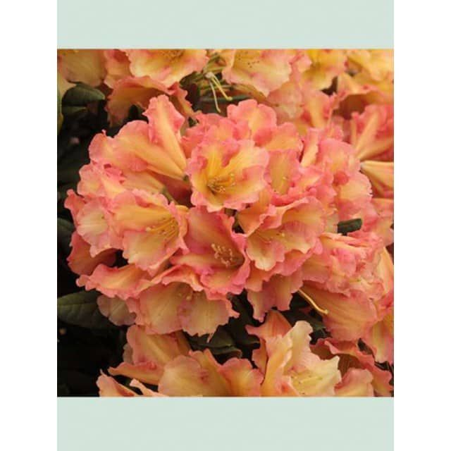 9 best Gartren images on Pinterest Garden, Cottage gardens and - günstige kleine küchen 9 best Gartren images on Pinterest Garden, Cottage gardens and - günstige kleine küchen