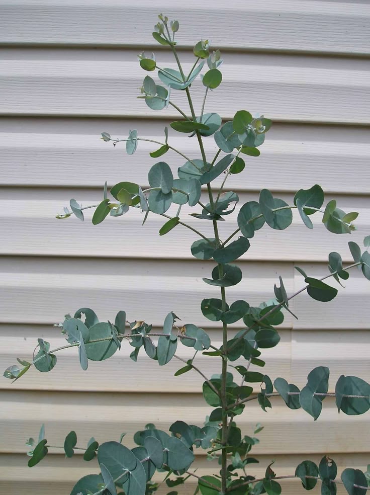 How To Grow Eucalyptus Plants New Life On A Homestead Eucalyptus