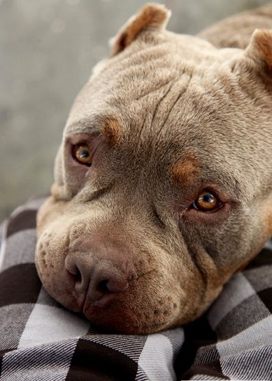 What Is The Best Dog Food For English Bull Terriers What Is The Best Dog Food For English Bull Terriers