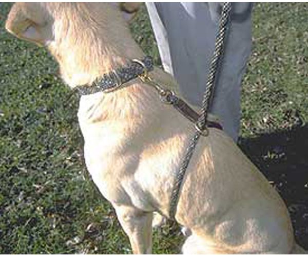 Ez Trainer Dog Leash Training Lead Dogs Dog Leash Dog Leash