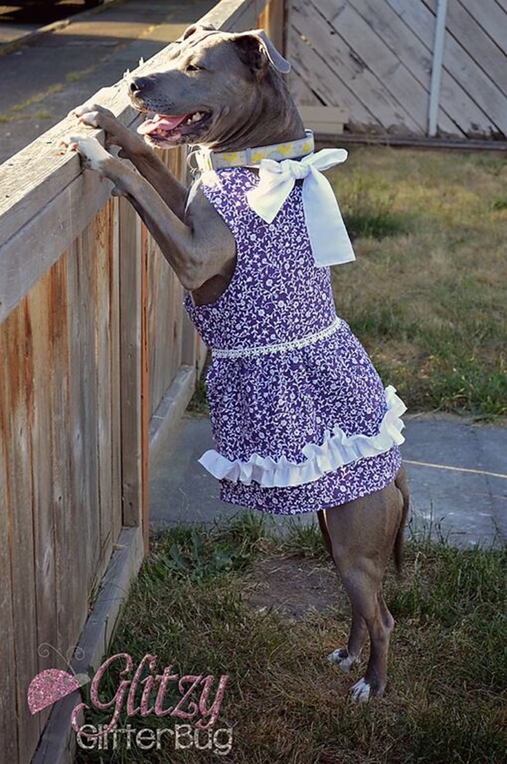 Bicaquu Summer Watermelon Pattern Pet Dog Dress Skirt Dogs Jumpsuit S