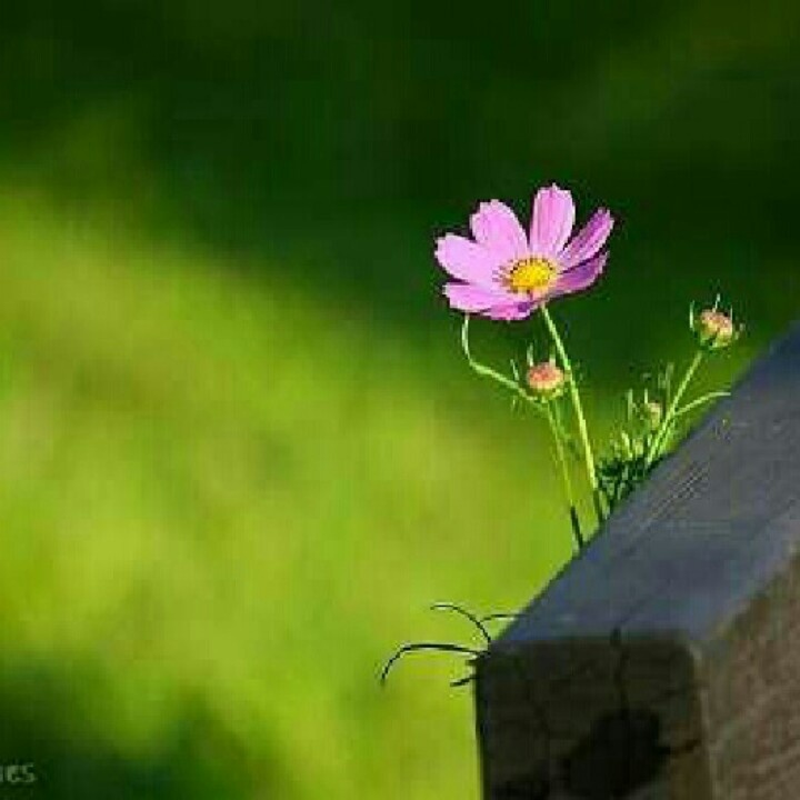 serenity nature