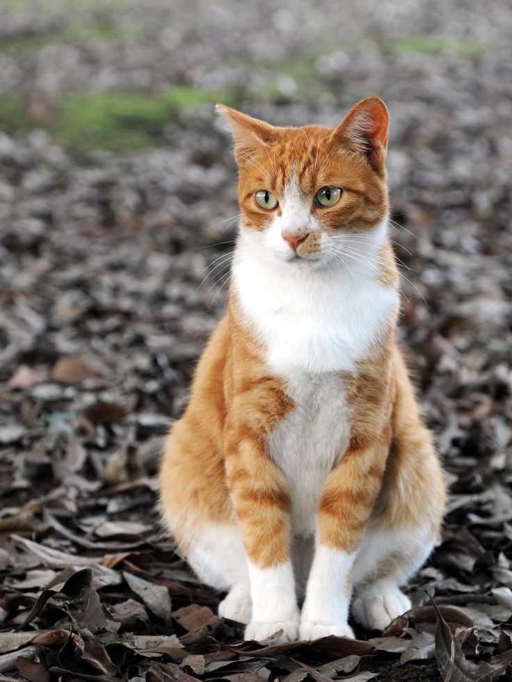 orange and white tabby cat orange and white tabby cat