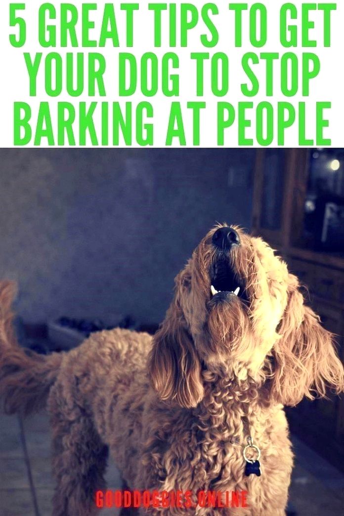 Dog Training Hacks If You Will Allow Your Pet Dog To Go Inside
