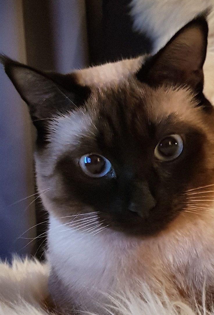 猫 品種別 のアイデア 180 件 猫 子猫 ねこ 猫 品種別 のアイデア 180 件 猫 子猫 ねこ