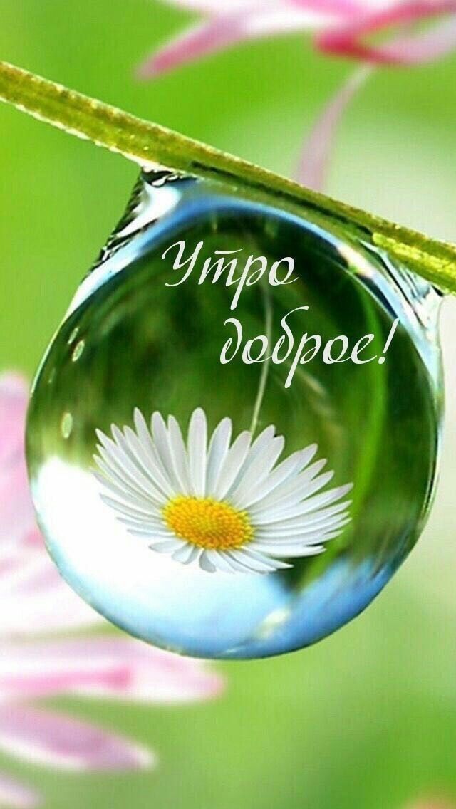 доброе предоброе утро картинки едкий