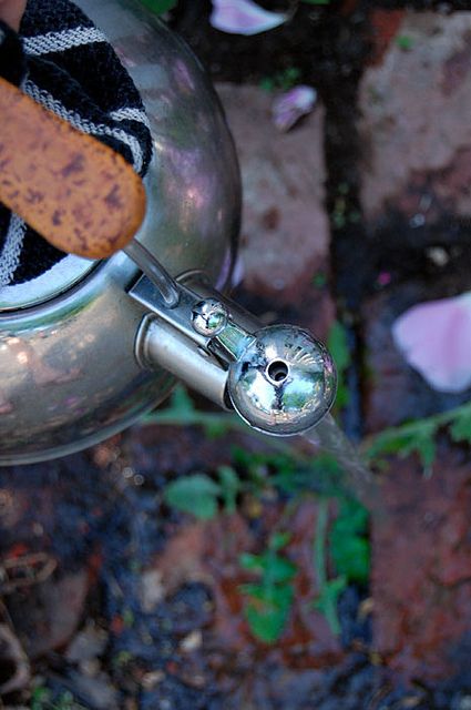 Natural Way To Kill Grass And Weeds Fast Natural Way To Kill Grass And Weeds Fast