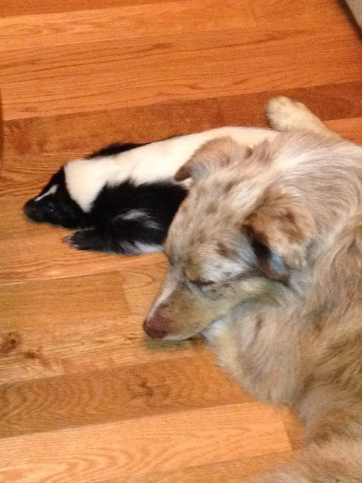 Best Way To Wash Skunk Off A Dog Best Way To Wash Skunk Off A Dog