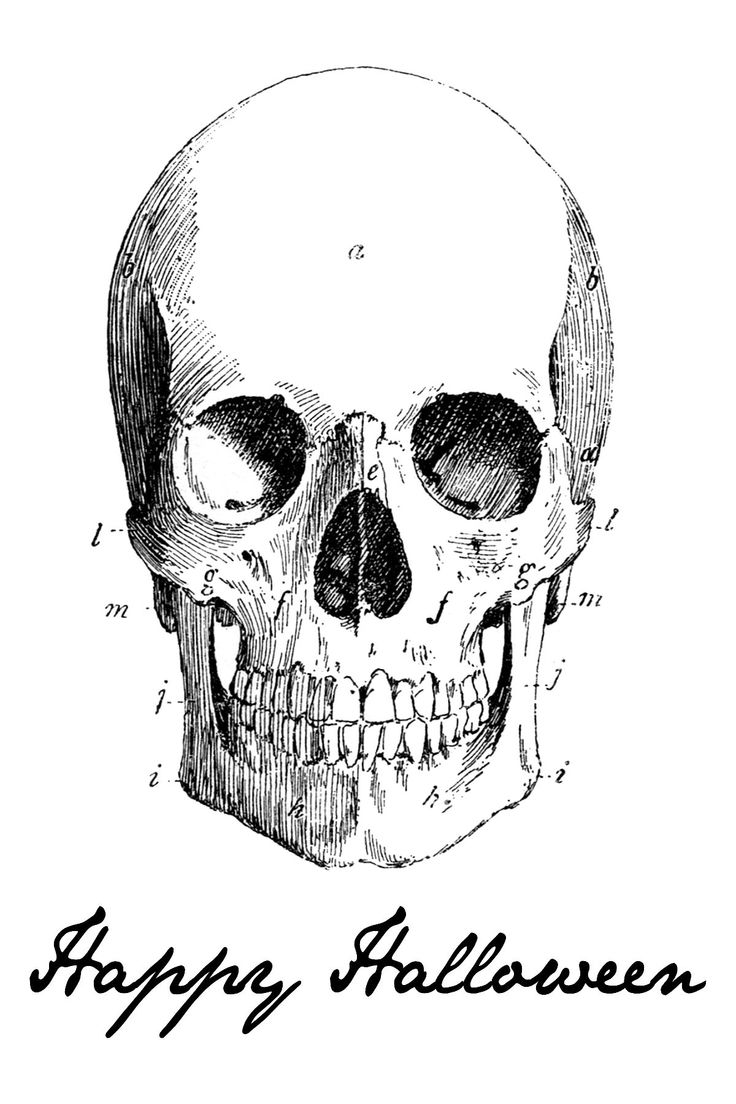 halloween graphics diy vintage clip art bones and skulls and anything halloween at the graphics fairy - Halloween Skulls halloween graphics diy vintage clip art bones and skulls and anything halloween at the graphics fairy - Halloween Skulls