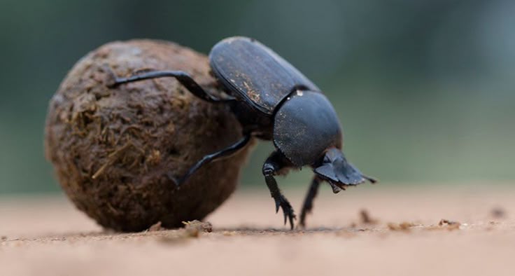 Dung beetles may rely on green and ultraviolet colors in the sky to help orient ... Dung beetles may rely on green and ultraviolet colors in the sky to help orient ... 2