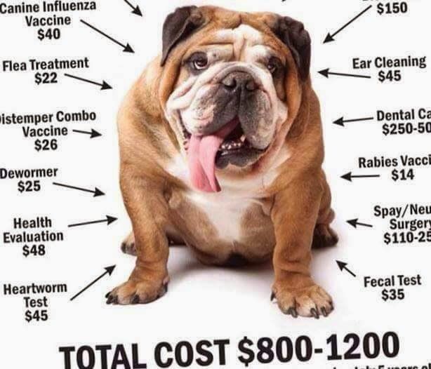 Finally A Remedy For Yeast Ear Infections In Your Dog English Bulldog Care Natural Pet Care Healthy Pets