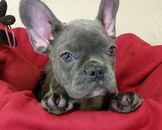 Torino Bouledogue Francesi Maschi E Femmina Blu Occhi Blu Vendita
