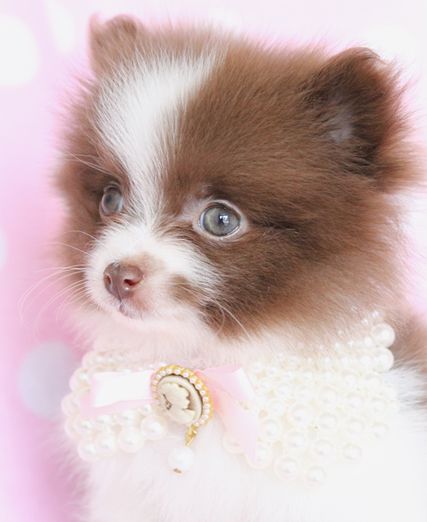 best shoo for pomeranian puppy best 25 white pomeranian ideas on white pomeranian puppies pomeranian best shoo for pomeranian puppy best 25 white pomeranian ideas on white pomeranian puppies pomeranian