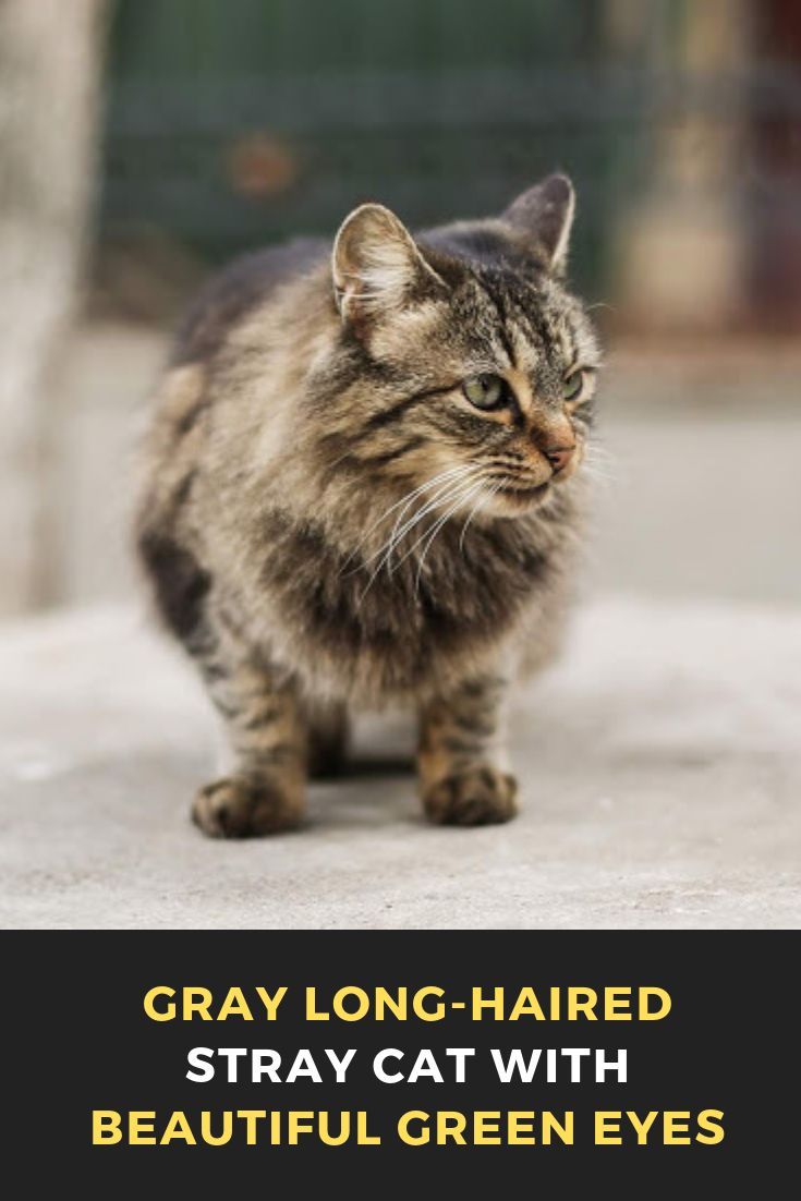 Top 6 Signs That Show Your Cat Is Happy Welfar4us In 2020 Cute Animal Photos Cat Photography Kittens Cutest