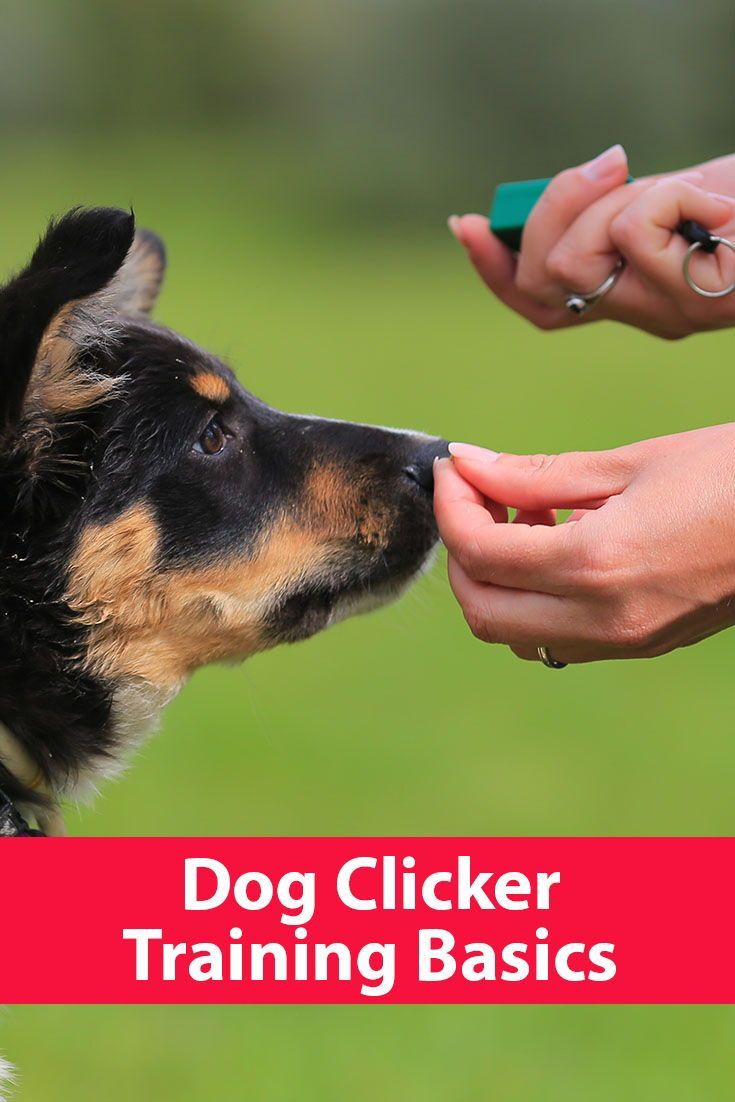 Dog Clicker Training Basics Dog Clicker Training Basic Dog