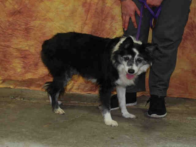 Border Collie Dog For Adoption In Louisville Ky Adn 786324 On