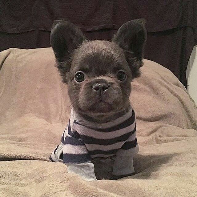 The French Bulldog Is So Famous But Why Cute Baby Animals Cute