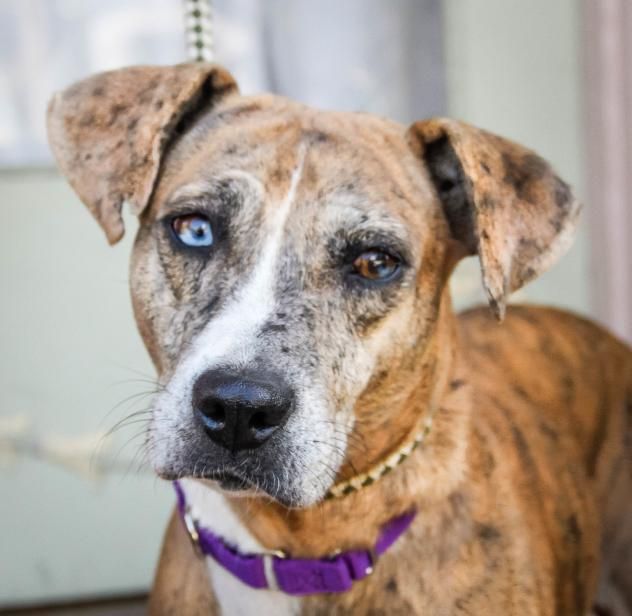 Dogs Available For Adoption Windsor On Spca Dogs Available For Adoption Windsor On Spca