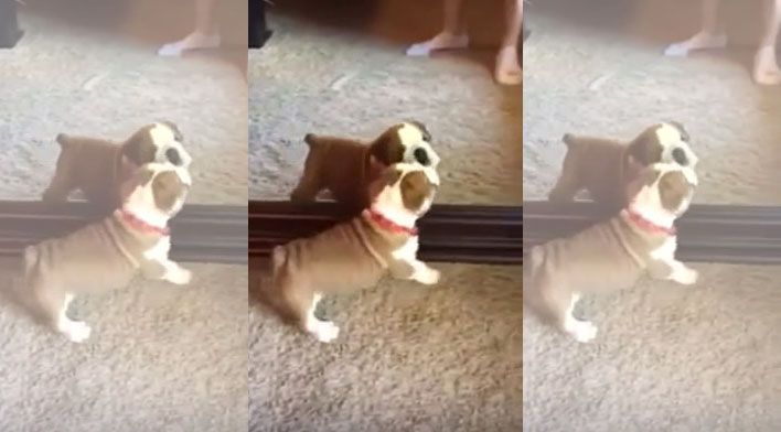 Video Watch As This Cute English Bulldog Gets Thoroughly Confused
