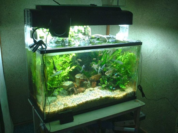 Freshwater Aquarium Design Ideas freshwater aquarium design ideas for betta fish tanks aquarium sculpture series Top 10 Diy Aquarium Ideas For Your Next Aquarium Project Freshwater Aquarium Design Ideas freshwater aquarium design ideas by robert boumis this aquarium has a restaurant theme Top 10 Diy Aquarium Ideas For Your Next Aquarium Project