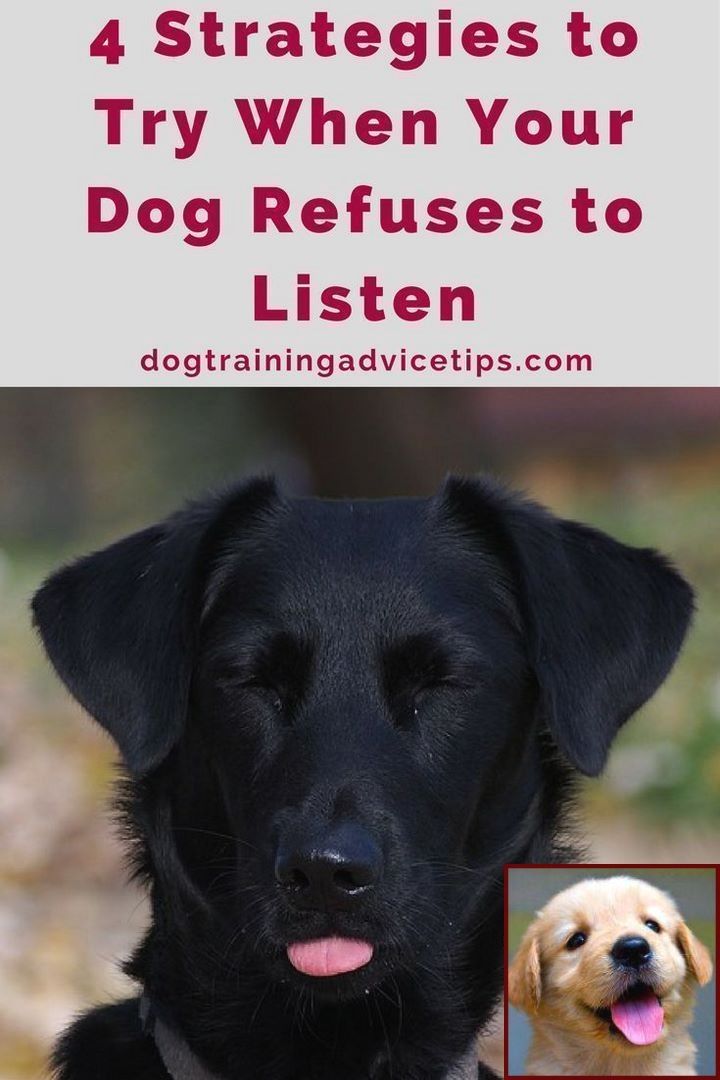 Dog Behavior Problems And Dog Training Courses Montreal Dog