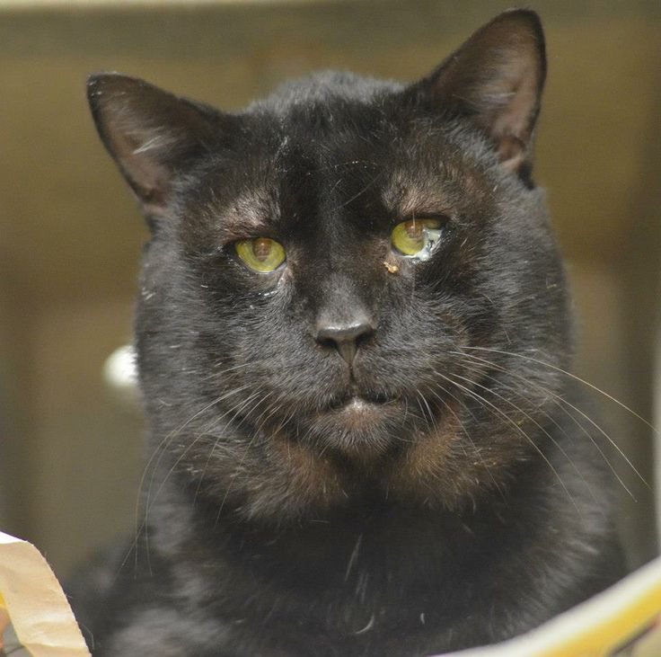 Where Can I Adopt A Cat In Philadelphia Where Can I Adopt A Cat In Philadelphia