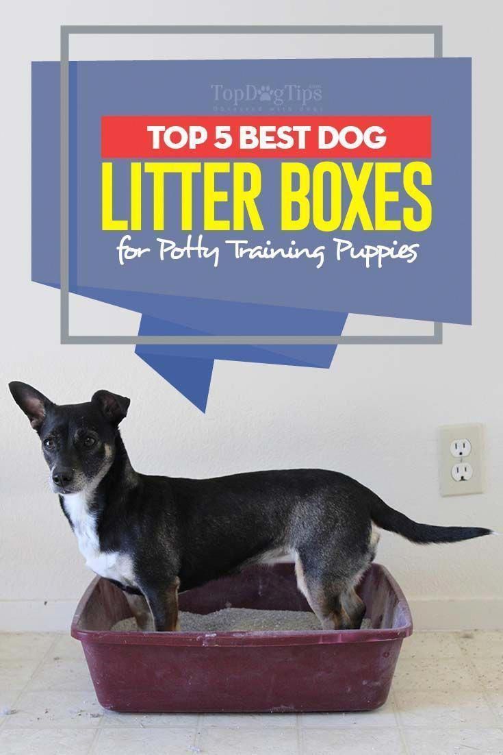 3 Simple Dog Training Tips That Will Change Your Dogs In No Time