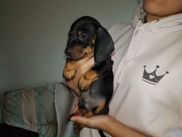 dachshund puppies for sale upstate ny the 25 best miniature dachshund for sale ideas on daschund puppies for dachshund puppies for sale upstate ny the 25 best miniature dachshund for sale ideas on daschund puppies for