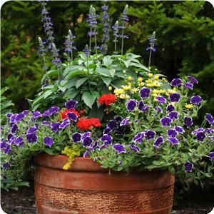 149 best Container Gardening images on Pinterest gallery of containers with instructions to plant and description of
