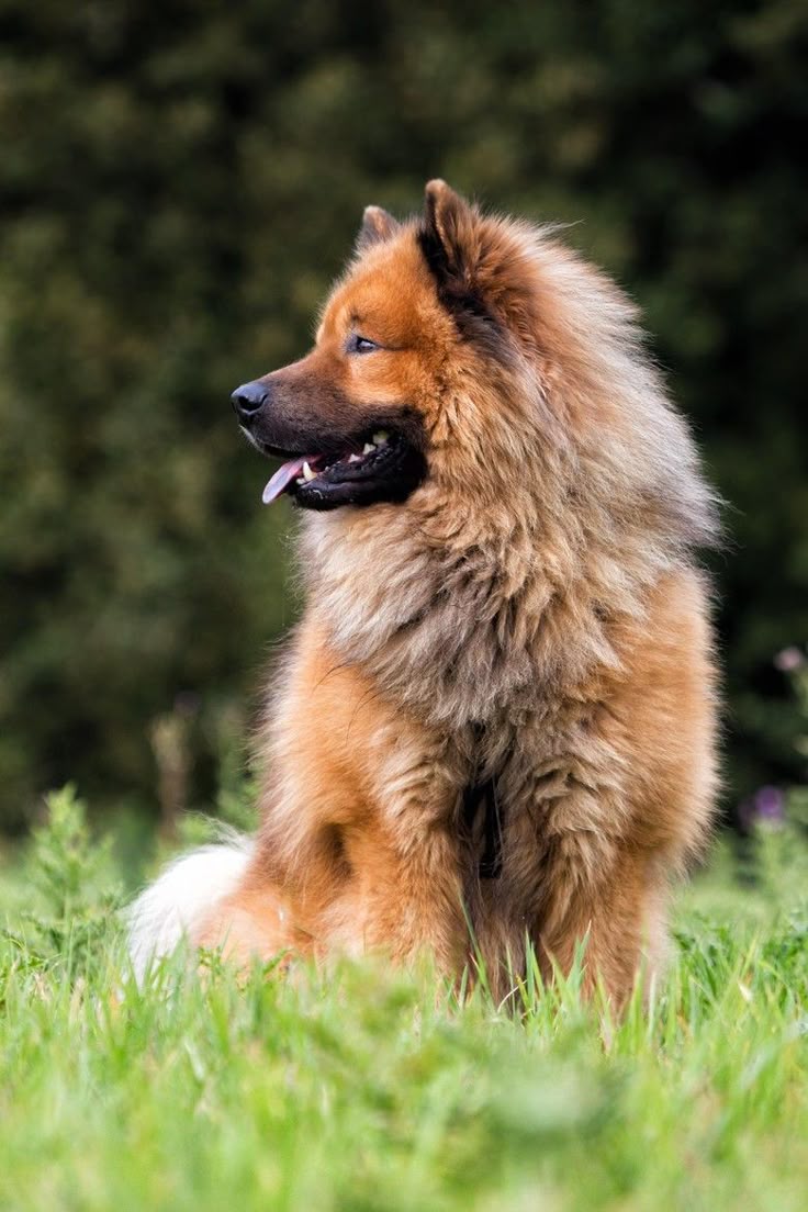 Best 25+ Eurasier ideas on Pinterest | Beautiful dog Best 25+ Eurasier ideas on Pinterest | Beautiful dog
